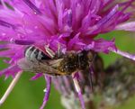 Lasioglossum zonulum